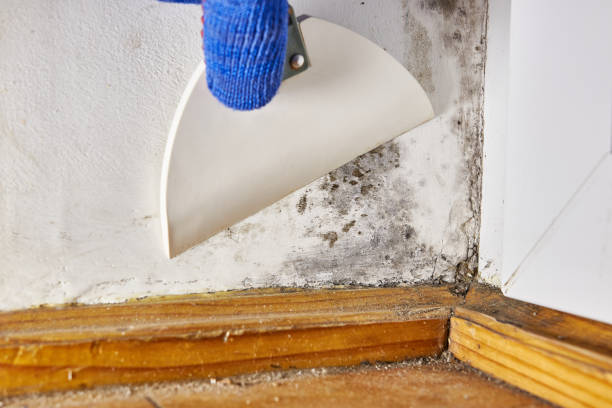 Best Dehumidification Services  in Greenup, IL