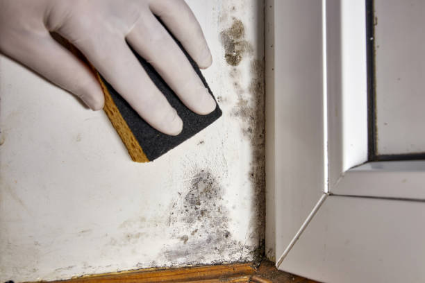 Best Mold Damage Restoration  in Greenup, IL